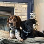 Companion Animal Hospital