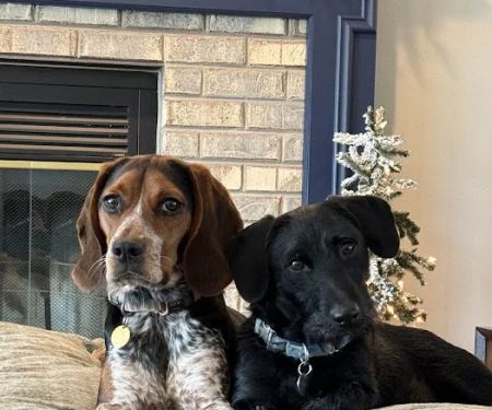 Companion Animal Hospital