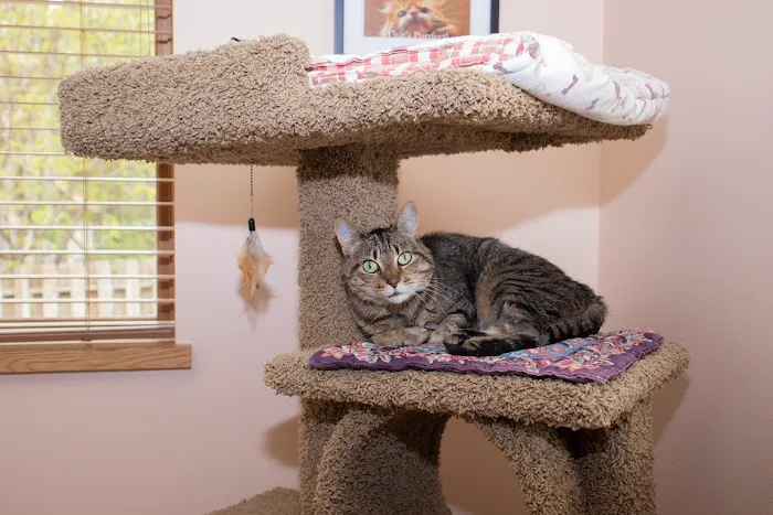 Companion Animal Hospital Picture 4