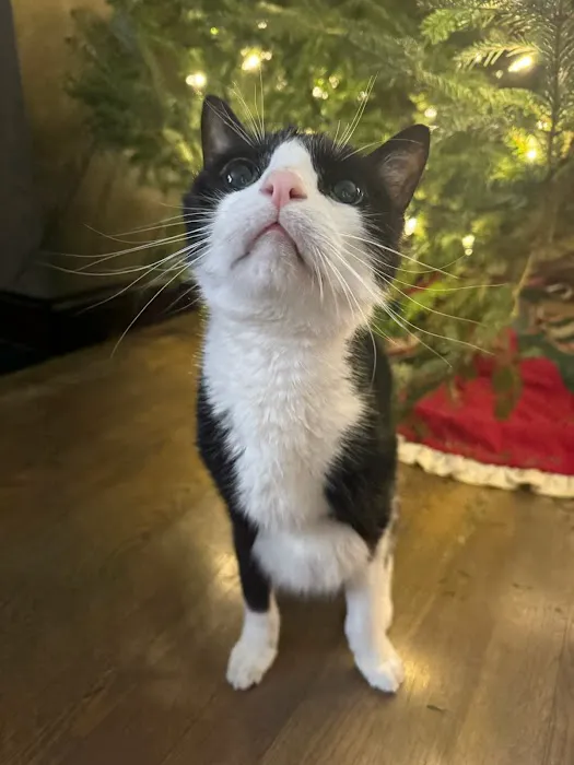 VCA Pahle Animal Hospital Picture 1