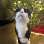 VCA Pahle Animal Hospital