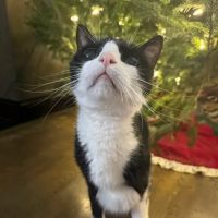 VCA Pahle Animal Hospital ico