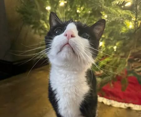 VCA Pahle Animal Hospital