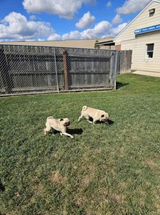 VCA Pahle Animal Hospital Picture 4