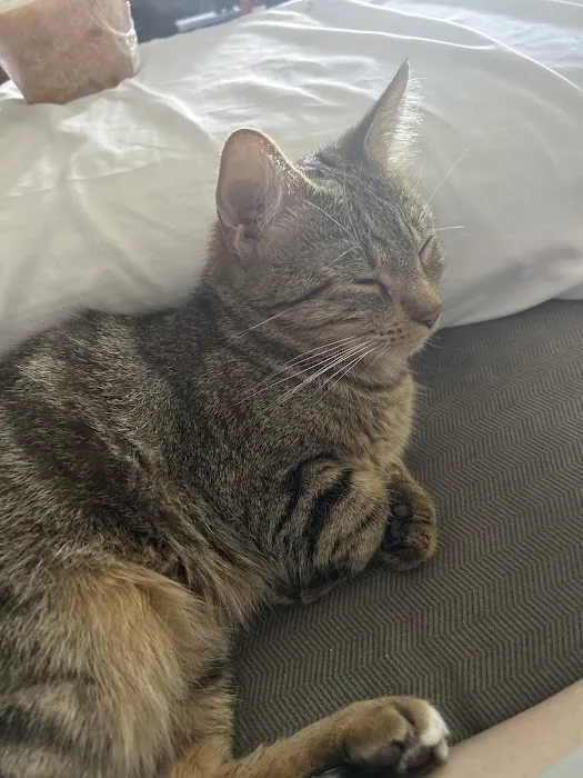 West Allis Veterinary Clinic Picture 4