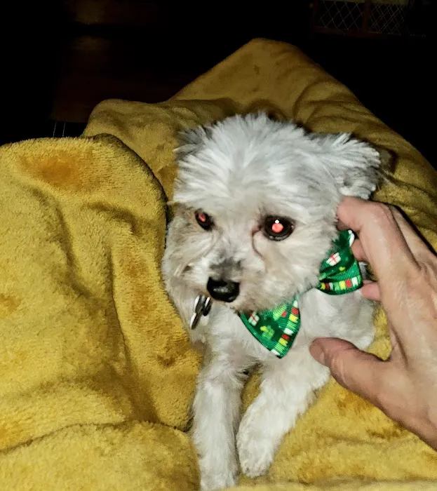 West Allis Veterinary Clinic Picture 6