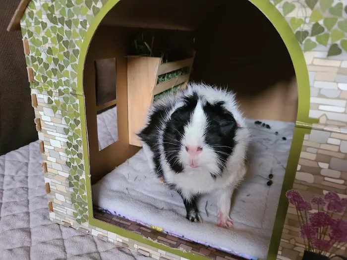 West Allis Veterinary Clinic Picture 8