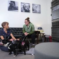 Veterinary Emergency Group ico