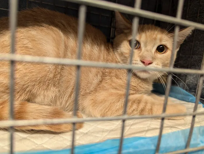 Spay/Neuter Clinic - Wisconsin Humane Society Picture 4