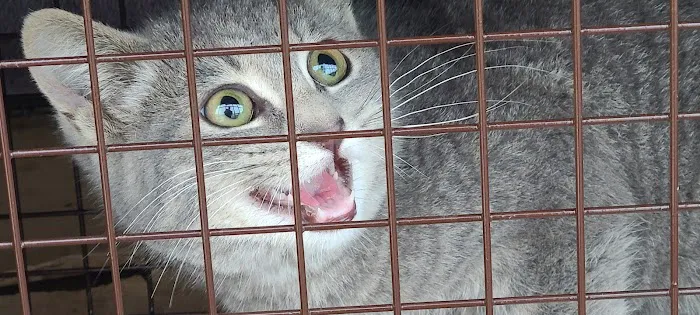 Spay/Neuter Clinic - Wisconsin Humane Society Picture 6