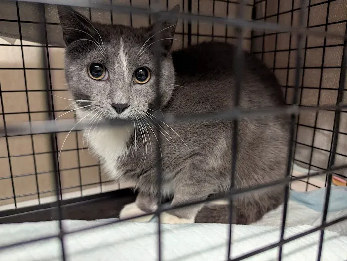 Spay/Neuter Clinic - Wisconsin Humane Society Picture 9