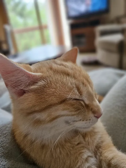 Wales Animal Clinic Picture 5