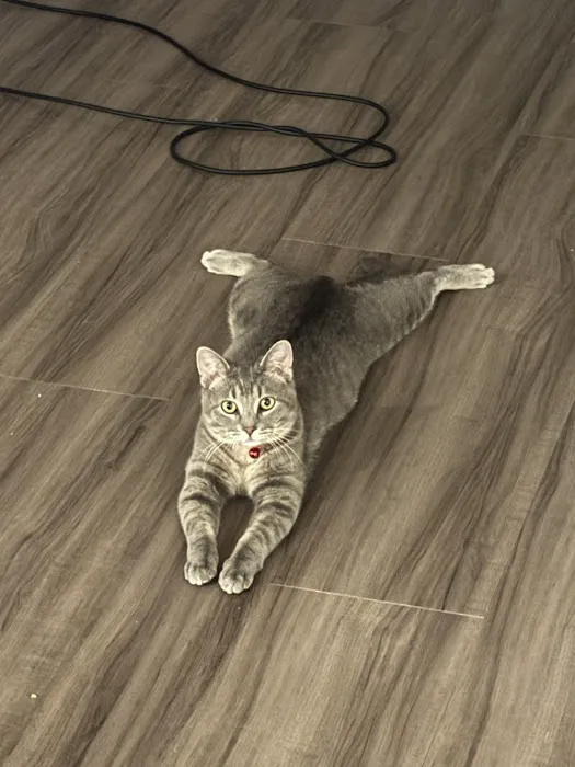 Wales Animal Clinic Picture 3