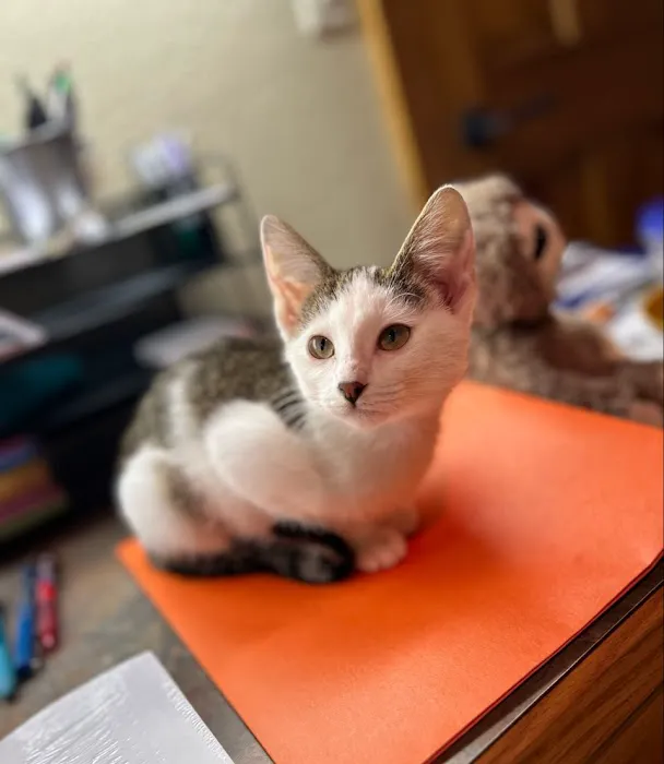 Wales Animal Clinic Picture 4