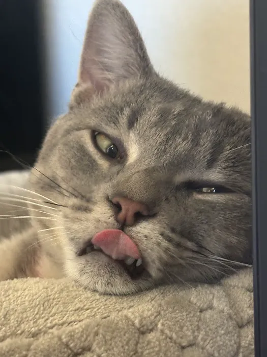 Wales Animal Clinic Picture 9