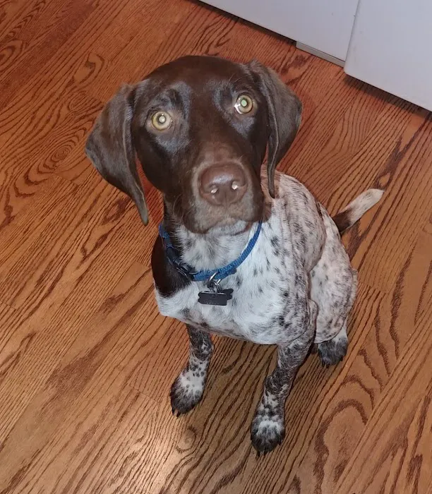 Wales Animal Clinic Picture 8