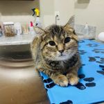 Kettle View Veterinary Clinic