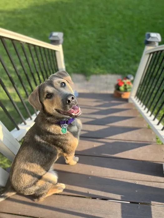 Bark River Animal Hospital Picture 2