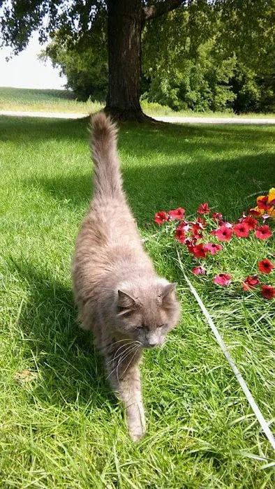 Bark River Animal Hospital Picture 5