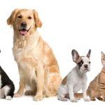 Heritage Animal Clinic SC