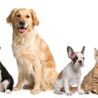 Heritage Animal Clinic SC ico