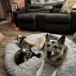 Vetco Vaccination Clinic