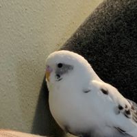 Delafield Small Animal Hospital ico