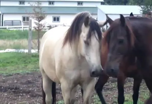 Johnson Equine Veterinary Service, Ltd. Picture 1