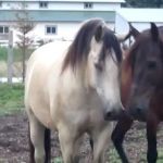 Johnson Equine Veterinary Service, Ltd.