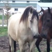 Johnson Equine Veterinary Service, Ltd. ico