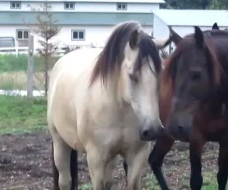 Johnson Equine Veterinary Service, Ltd.