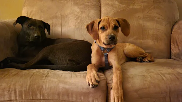 Sullivan Veterinary Service, S.C. Picture 1