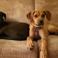 Sullivan Veterinary Service, S.C. ico