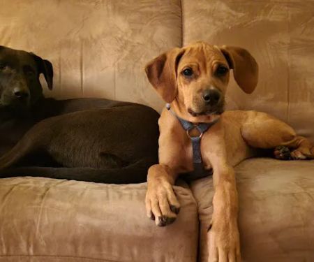 Sullivan Veterinary Service, S.C.