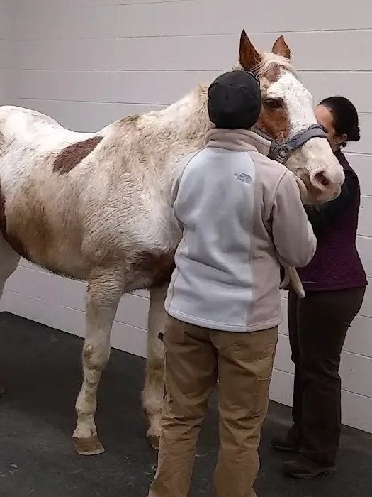 Wisconsin Equine Clinic & Hospital Picture 7