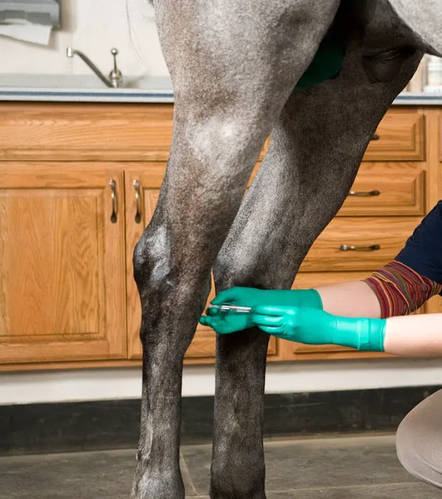 Wisconsin Equine Clinic & Hospital Picture 8