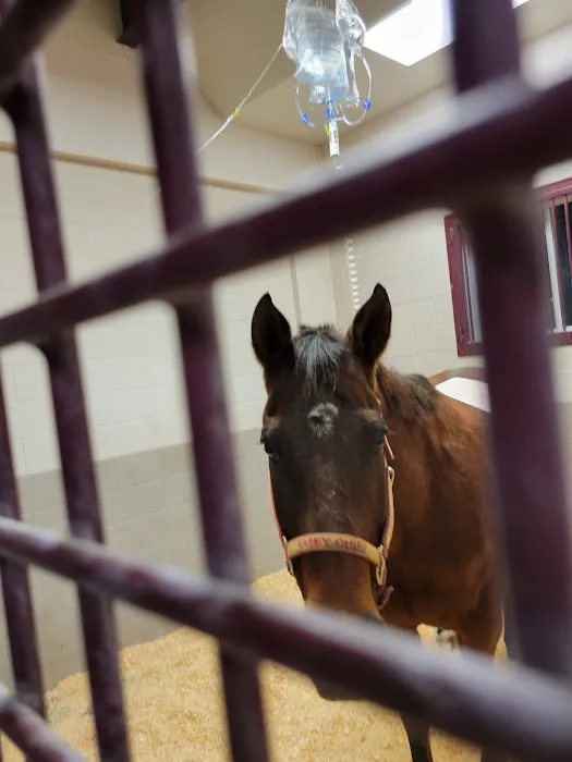 Wisconsin Equine Clinic & Hospital Picture 5