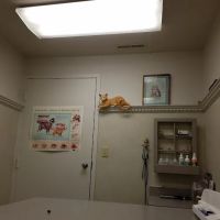 Summit Animal Clinic,llc ico