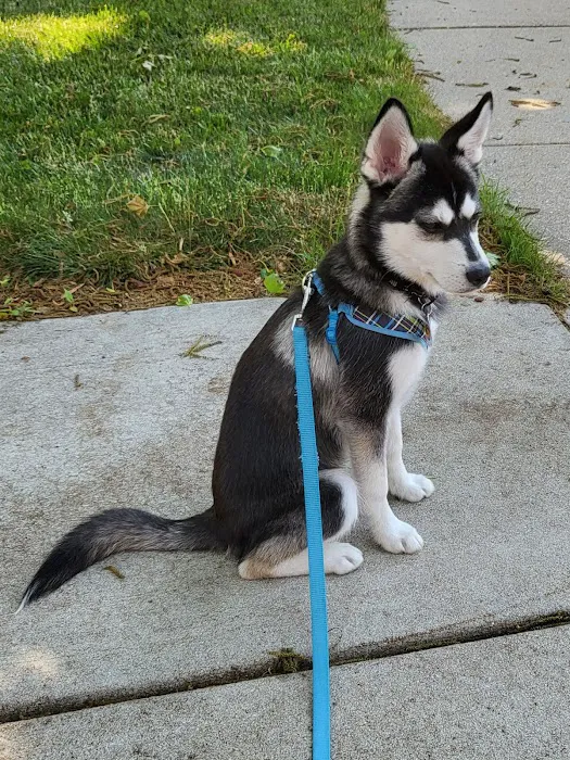 Summit Animal Clinic,llc Picture 10