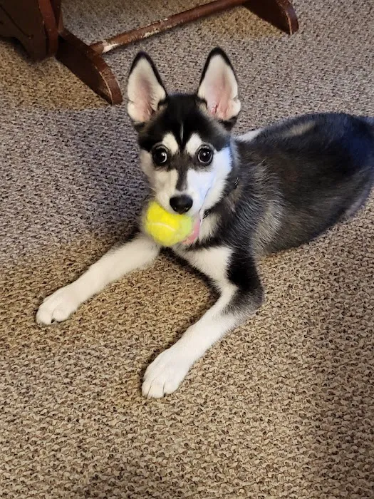 Summit Animal Clinic,llc Picture 9