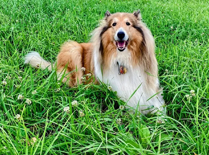 Creature Counseling Picture 1