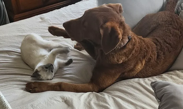 Johnson Creek Veterinary Care Picture 1