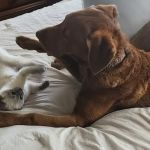 Johnson Creek Veterinary Care