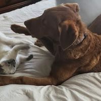 Johnson Creek Veterinary Care ico