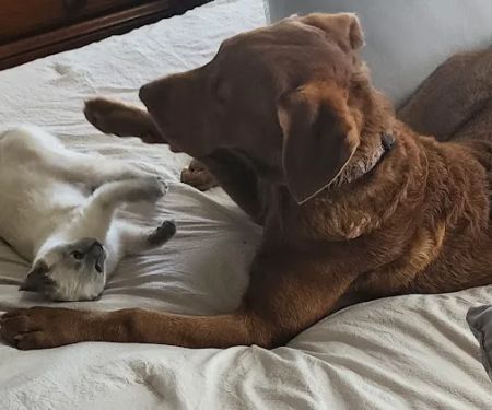 Johnson Creek Veterinary Care