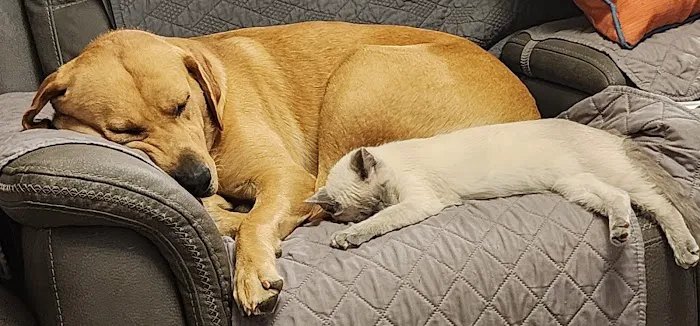 Johnson Creek Veterinary Care Picture 3