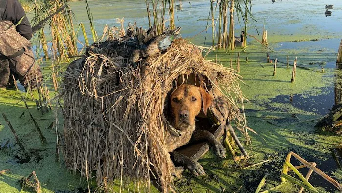 Johnson Creek Veterinary Care Picture 5