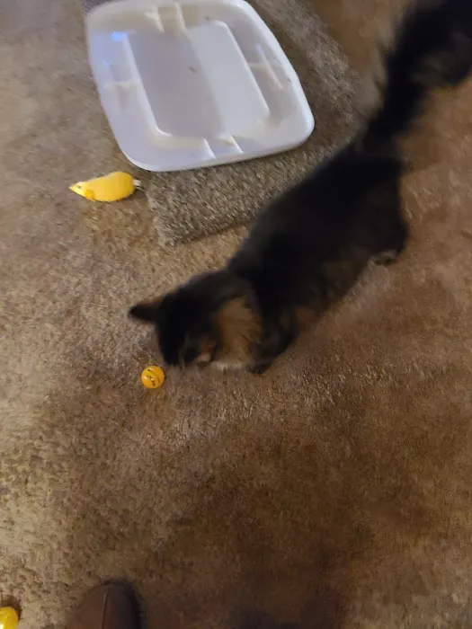 Badger Veterinary Hospital Cambridge Picture 1