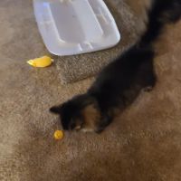 Badger Veterinary Hospital Cambridge ico