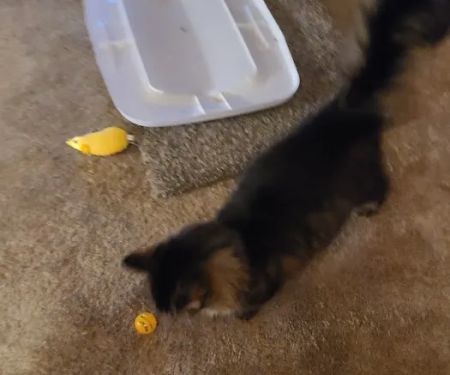 Badger Veterinary Hospital Cambridge